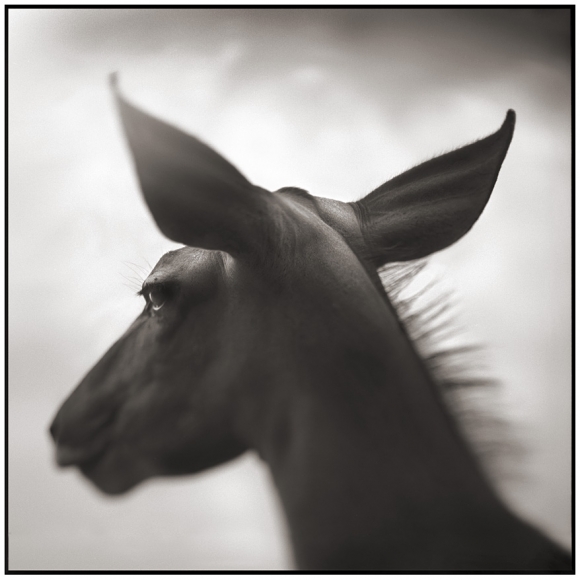 Nick Brandt, Kudu Against Sky, Laikipia, 2003