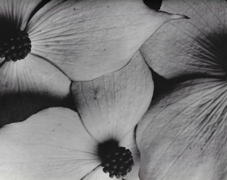 Horst, Cornus Kousa, 1945