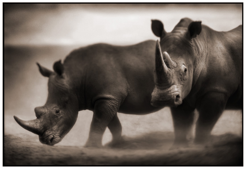 Nick Brandt, Two Rhinos, Lewa Downs, 2003
