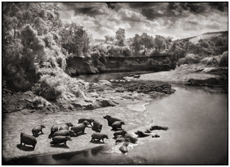 Nick Brandt, Hippos on the Mara River, Maasai Mara, 2002