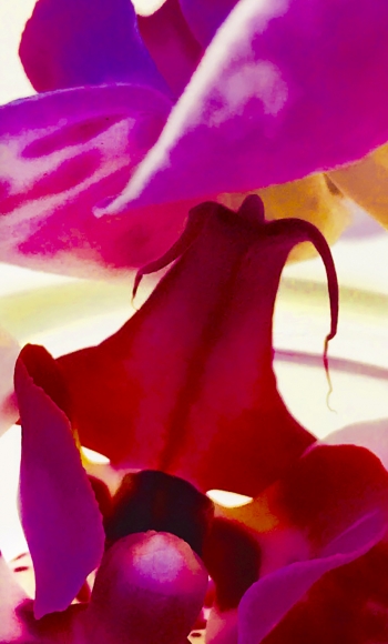 Joel Grey, Orchid (Red), circa 2018