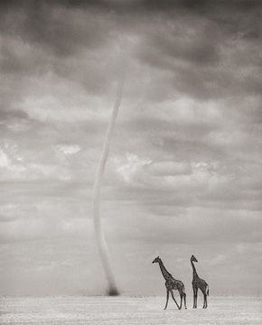 Nick Brandt, Giraffes and Dust Devil, Amboseli, 2007