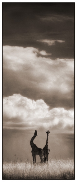 Nick Brandt, Giraffe with Craning Neck, Serengeti, 2002