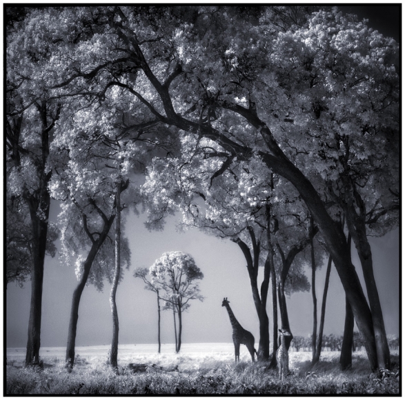 Nick Brandt