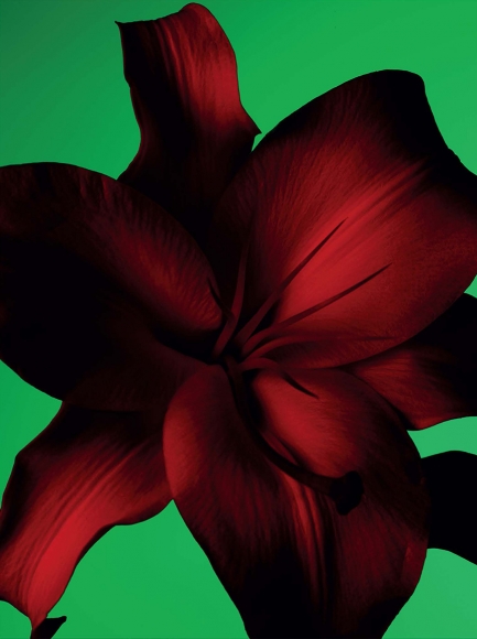 Ben Hassett, Still Life, 2018