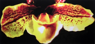 Lillian Bassman, Flower 21 (Yellow and Red Speckled Orchid), 2006