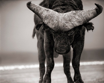 Nick Brandt, Buffalo with Lowered Head, Amboseli, 2007