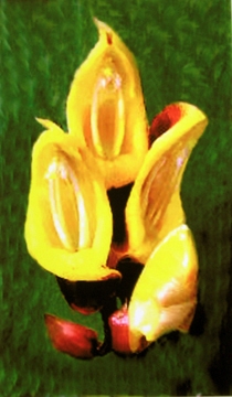 Lillian Bassman, Flower 35 (Yellow Blossoms), 2006