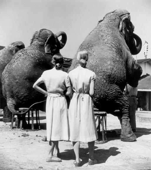 Louise Dahl-Wolfe Twins with Elephants, Sarasota, 1947