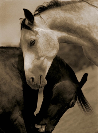 Michael Eastman, Horse # 143, 2001