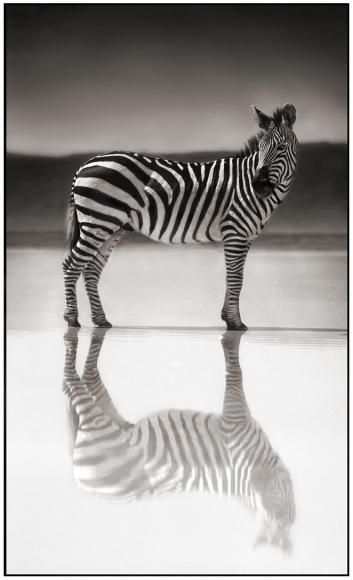 Nick Brandt, Zebra on Lake, Ngorongoro Crater, 2005
