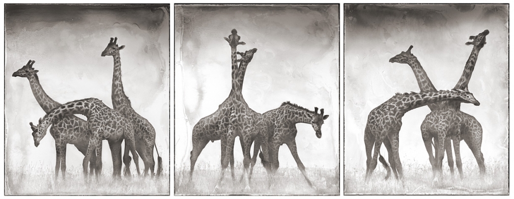 Nick Brandt, Giraffe Triptych, Maasai Mara, 2005
