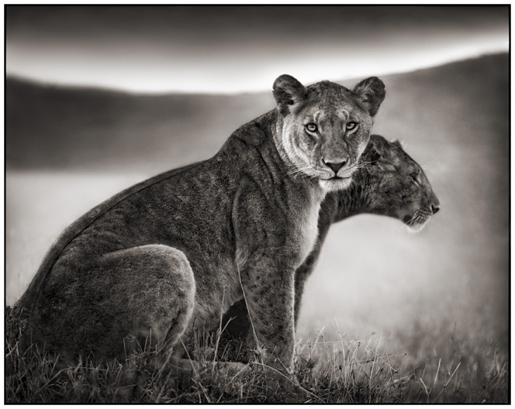Nick Brandt, Sitting Lionesses, Serengeti, 2002