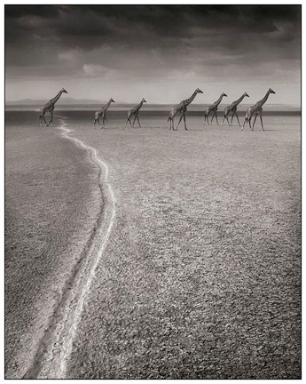 Nick Brandt, Giraffes with Migration Trail, Amboseli, 2007