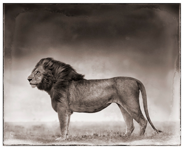 Nick Brandt, Portrait of Lion Standing in Wind, Masai Mara, 2006