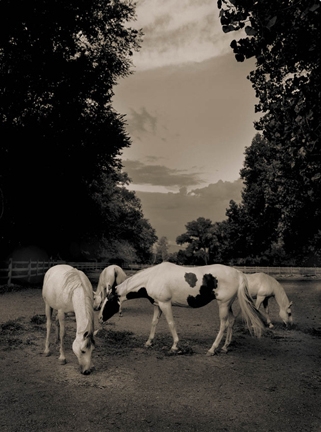 Michael Eastman, Horse # 40, 2000