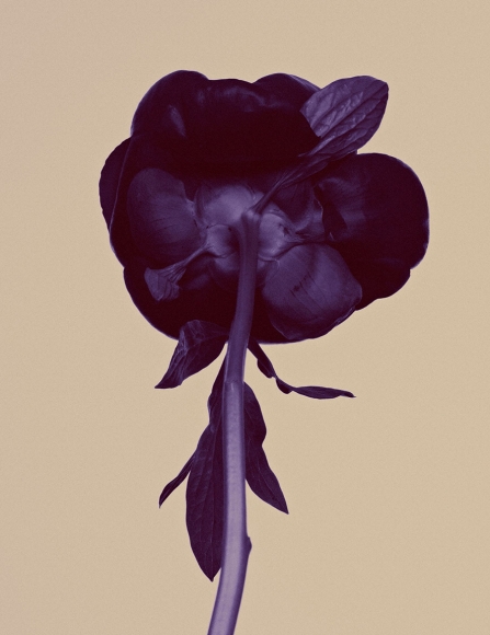 Ben Hassett, Peony in Purple, VOGUE Germany, 2015