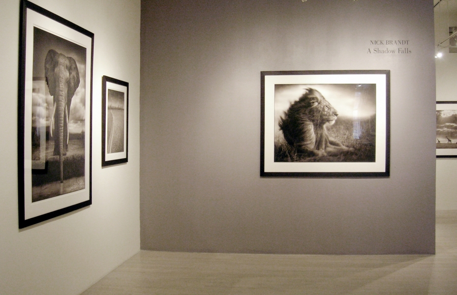 Nick Brandt, Exhibition View