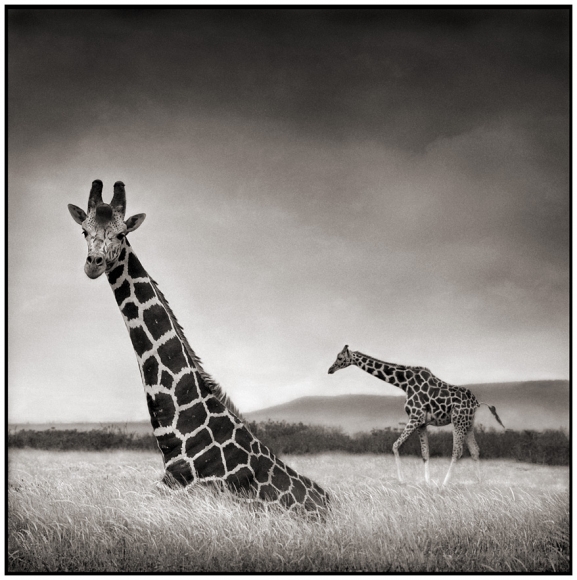Nick Brandt, Sitting Giraffe, Aberdares, 2000