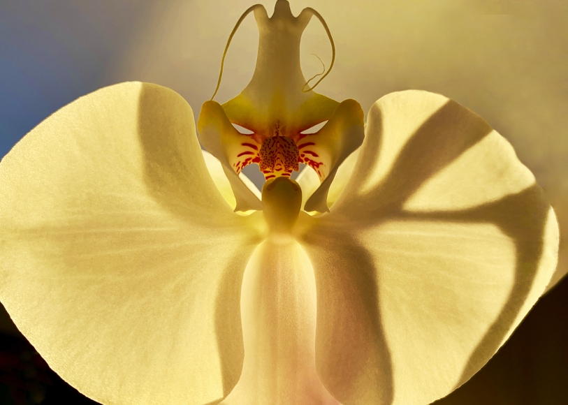Joel Grey, Orchid (Gold), circa 2018
