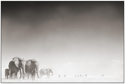 Nick Brandt, Elephant Ghost World, Amboseli 2005