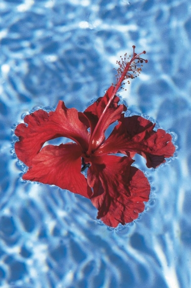 Isabella Ginanneschi, Liquid Bliss, 1993