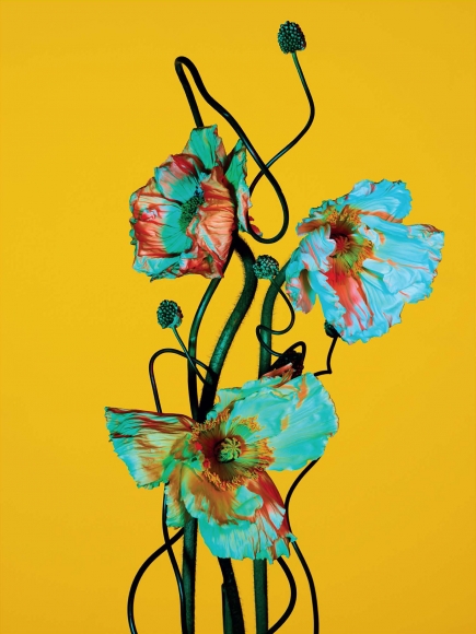 Ben Hassett, Still Life, 2018