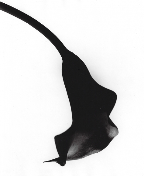 Len Prince, Orange Lily, New York City, 1994