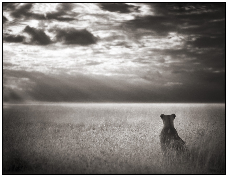 Nick Brandt, Lioness Looking Out Over Plains, Maasai Mara, 2004