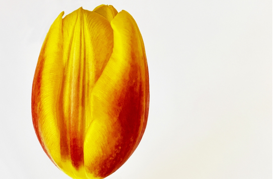 Joel Grey, Tulip, circa 2018