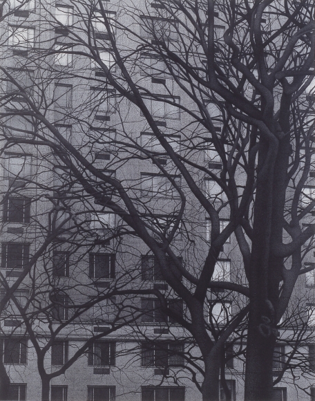 Anthony Mitri Central Park at Fifth Ave, NY, NY, 2006, charcoal on paper, 21 3/4 x 17 inches, Private Collection