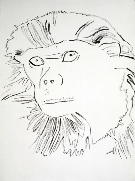 Vanishing animals summary picture