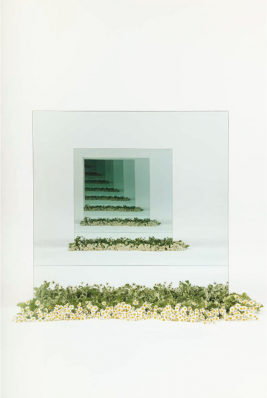 Sarah Meyohas, Chamomile Speculation, 2017 Chromogenic Print, Edition 4 of 6 plus 2 Artist Proofs