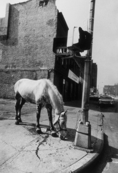 Horse by Len Speier
