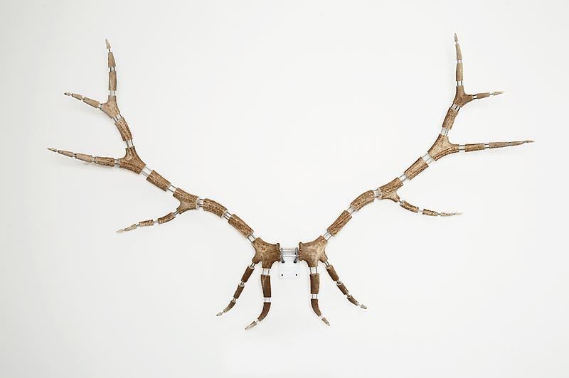 Michael Joo. Improved Rack (Elk #14), 2008. Elk antlers, stainless steel, 143 x 230 x 45 cm. Courtesy of the artist & PKM Gallery.