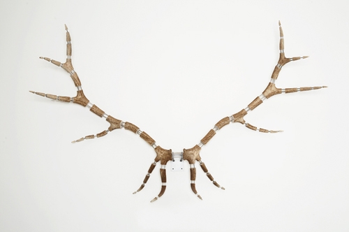 Michael Joo. Improved Rack(Elk #14), 2008. Elk antlers, stainless steel, 230 x 143 x 45 cm. Courtesy of the artist & PKM Trinity Gallery.