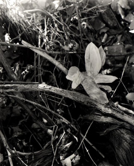 Hernan Bas. Untitled 2, from the series 'A bunch of fairies,' 2011. Gelatin silver print, 12 x 9.6 cm (image) 37 x 29.5 cm (framed). Courtesy of the artist & PKM Trinity Gallery.