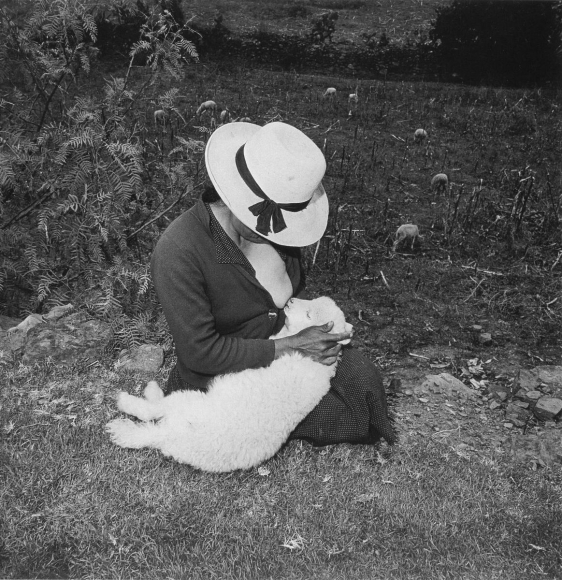 Catalin's Valentine's Lamb, 1981, Gelatin silver print. 20 x 16 inches