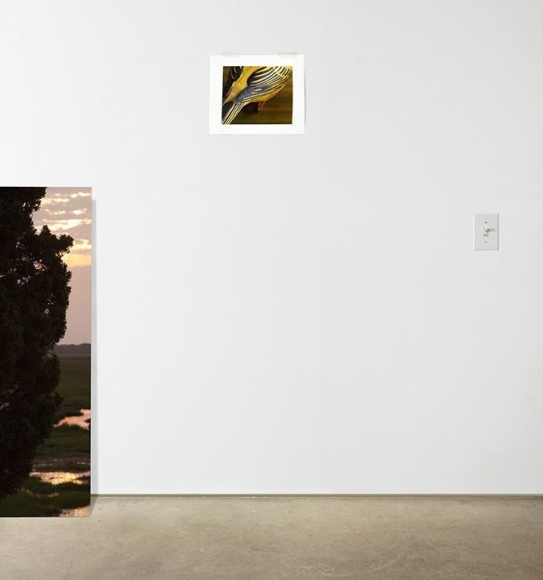 Switch, 2014 C-print
