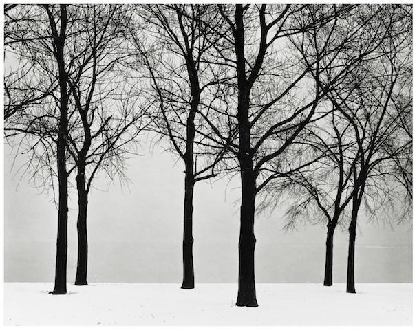 Harry Callahan - Chicago, Trees in Snow, 1950 | Bruce Silverstein Gallery