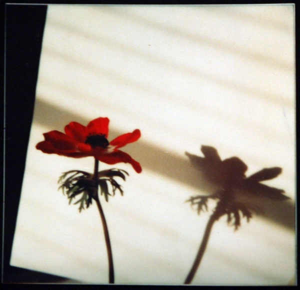 André Kertész - December 12, 1979 ; Bruce Silverstein Gallery