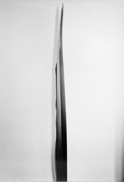 Imogen Cunningham - Flax, c. 1926 | AIPAD 2019 | Bruce Silverstein Gallery