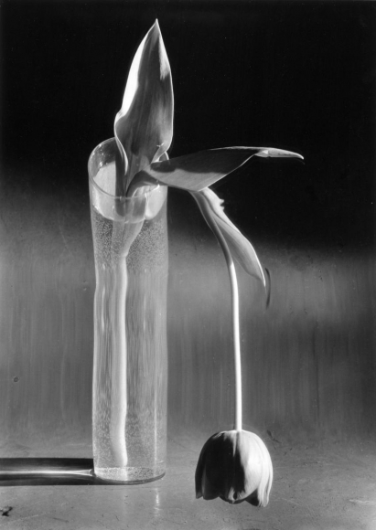 André Kertész - Melancholic Tulip, February, 1939 ; Bruce Silverstein Gallery