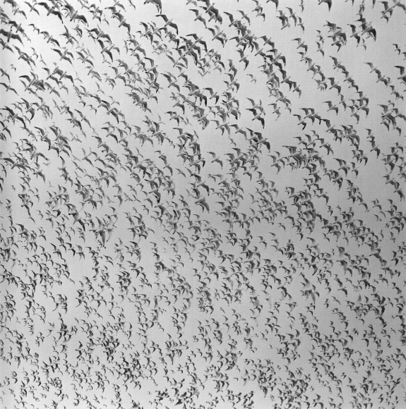 Fishing Gulls, Trujillo, 1982, Gelatin silver print. 20 x 16 inches