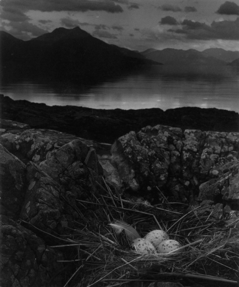 Bill Brandt - Gull's Nest, Isle of Skye, 1947 | AIPAD 2019 | Bruce Silverstein Gallery
