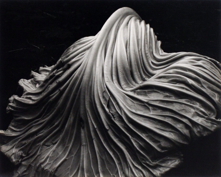 Cabbage Leaf, 1931, Gelatin silver print mounted to board, printed c. 1951-52