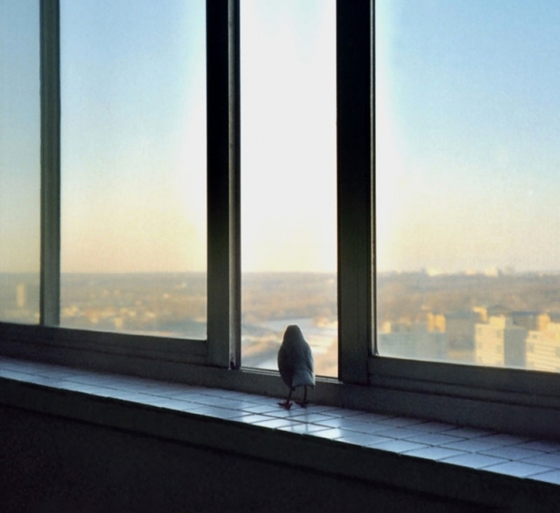 Birdwatching, 2012 Pigment print