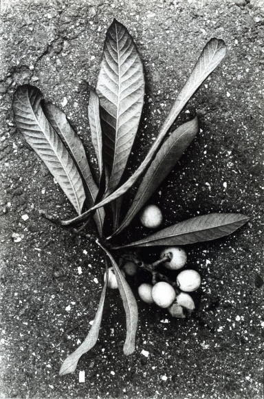 Daido Moriyama - Documentary 19, 1985 Gelatin silver print, printed c. 1985. 10 x 8 inches ; Bruce Silverstein Gallery
