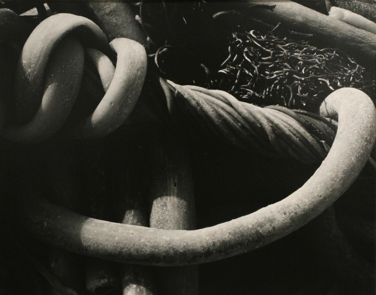 Kelp, 1930, Gelatin silver print mounted to board, printed c. 1930