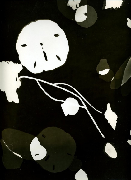 Photogram #2, n.d., Photogram. 14 x 11 inches